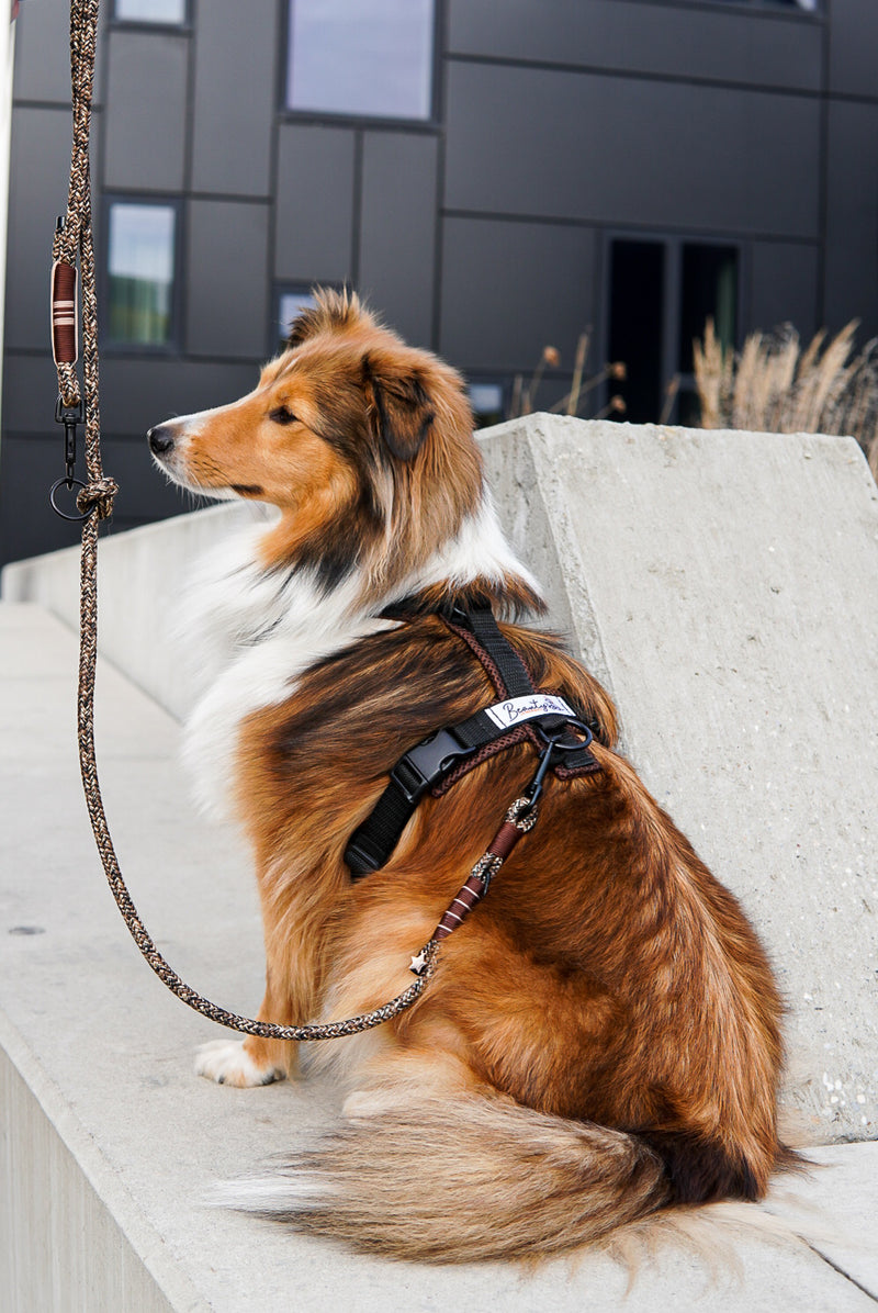 Sheltie mit handgefertigtem Hundegeschirr von Beauty´s Leinenwelt, Hund mit Brustgeschirr